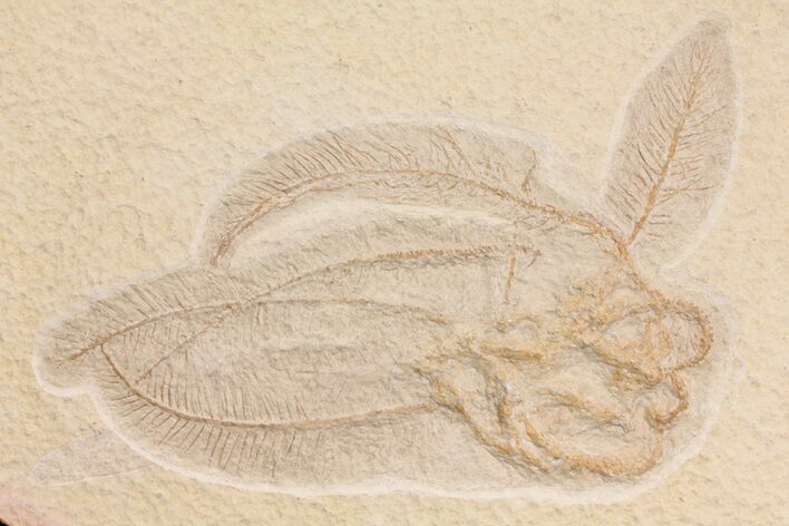 Floating Crinoid (Pterocoma) Fossil - Solnhofen Limestone #165849